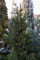 Picea abies Wills Zwerg IMG_8451 Świerk pospolity